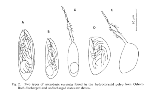 nematocyst