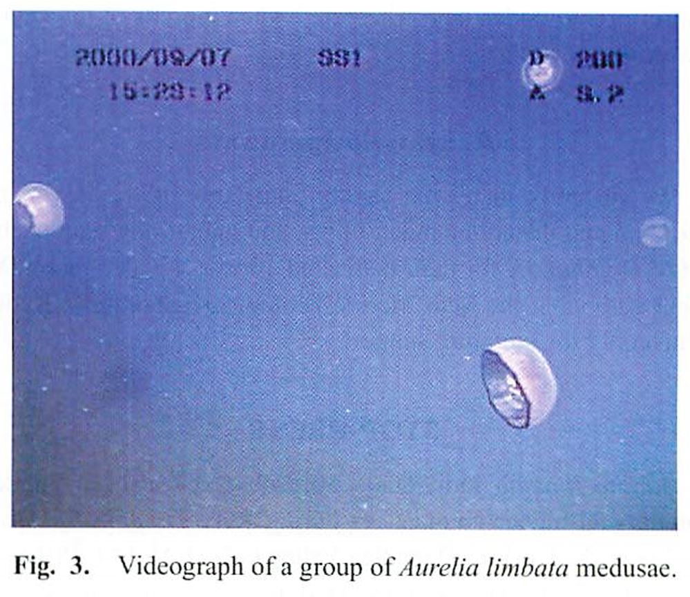 scyphomedusa-aurelia-limbata-brandt-1838-found-in-deep-waters-off-kushiro-hokkaido-northern-japan-fig-3