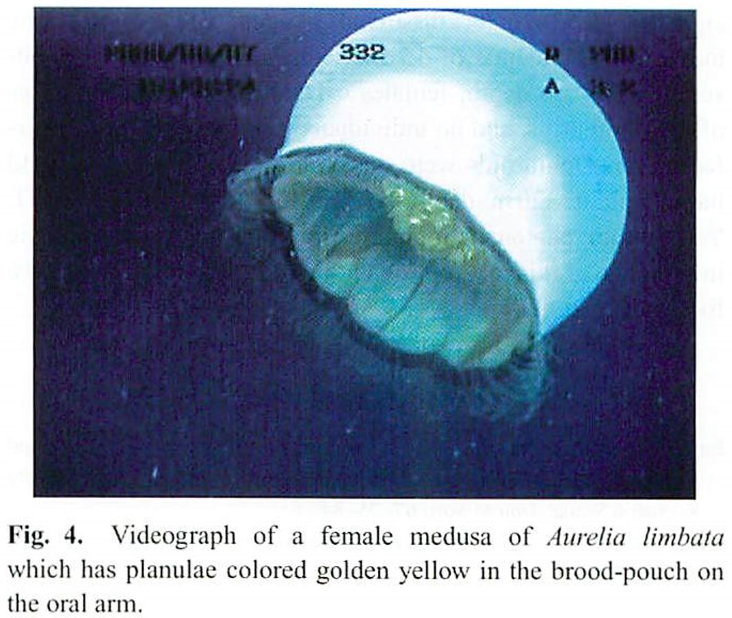 scyphomedusa-aurelia-limbata-brandt-1838-found-in-deep-waters-off-kushiro-hokkaido-northern-japan-fig-4