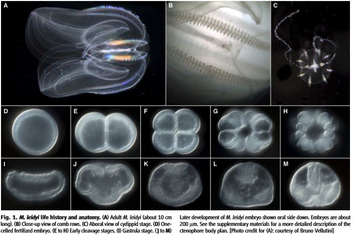 Ryan et al. 2013 Mnemiopsis leidyi