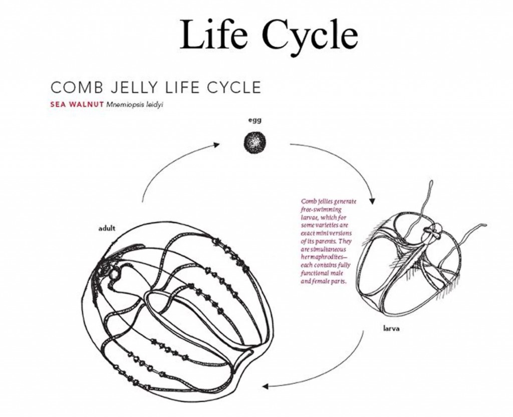 comb jelly life cycle