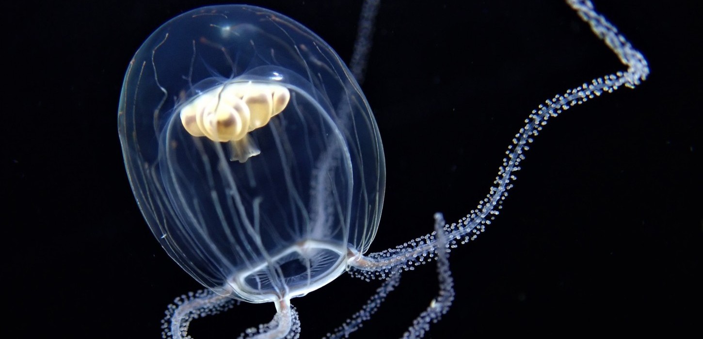 クラゲ屋 Japan Jellyfish Labolatory