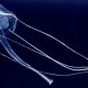 海面に芽吹く四つ葉？　カラカサクラゲの特徴と魅力について
